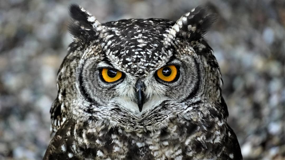 Wise owl